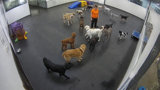 Webcam view of the indoor play yard