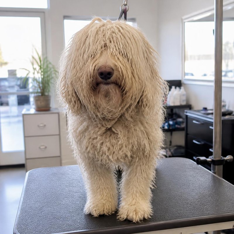 Goldendoodle, full teddy cut, before