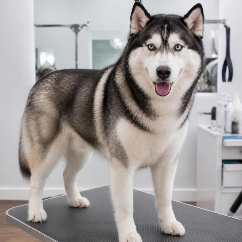 Husky, de-shed, after