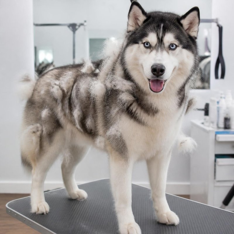 Husky, de-shed, before